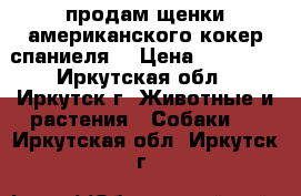 продам щенки американского кокер спаниеля  › Цена ­ 12 000 - Иркутская обл., Иркутск г. Животные и растения » Собаки   . Иркутская обл.,Иркутск г.